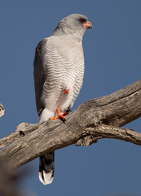Gabar Goshawk front view